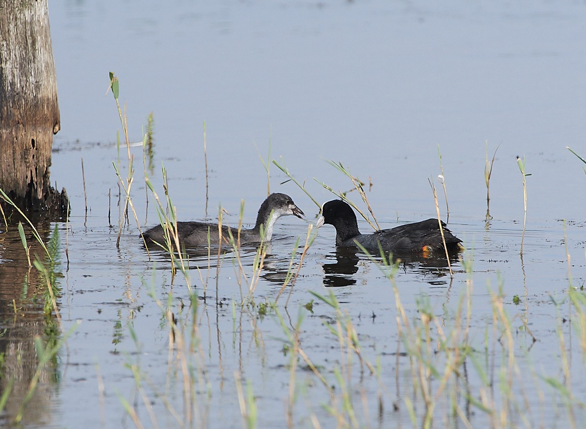 Coot - Hickling 25/06/21