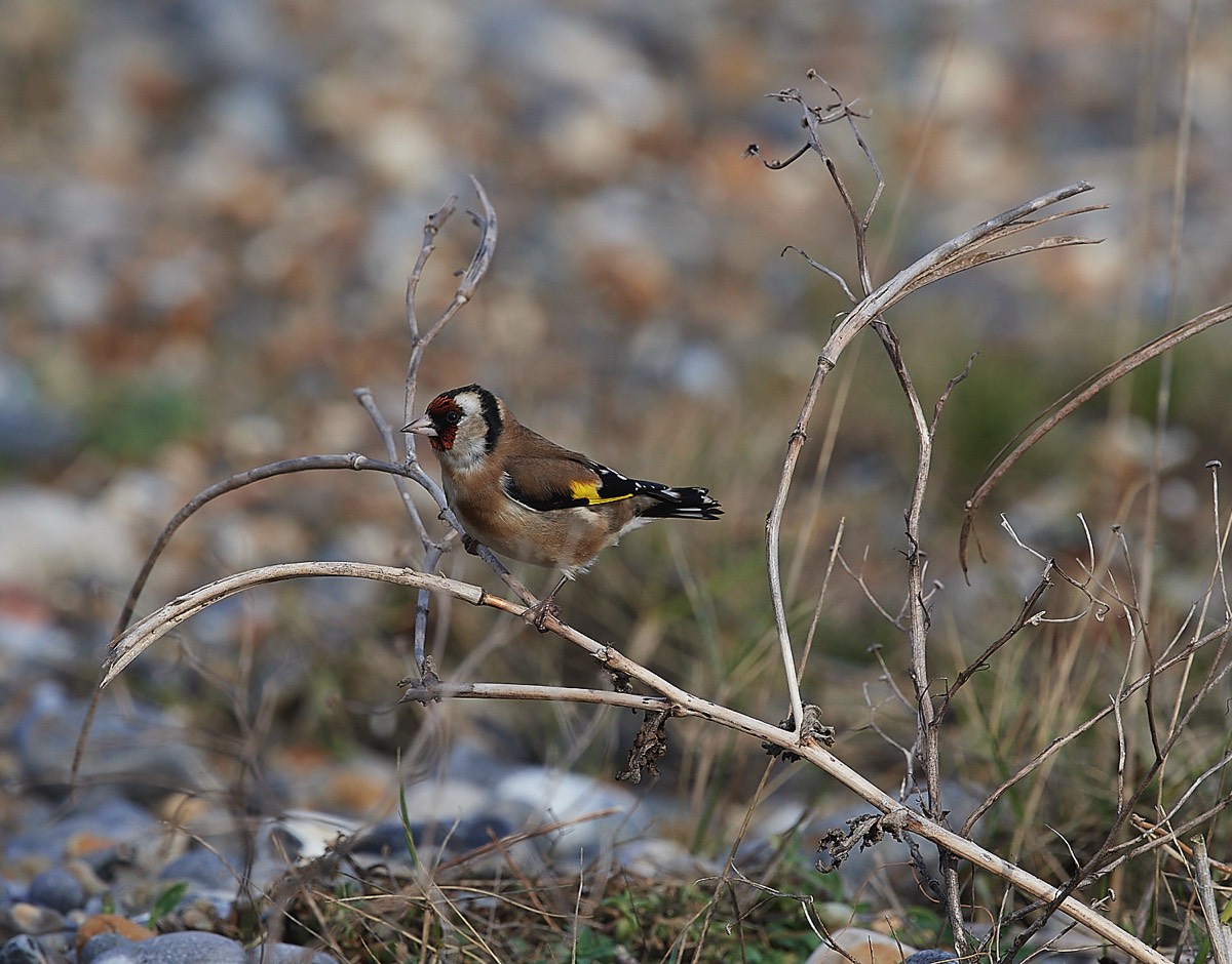 Goldfinch - Cley 08/12/21