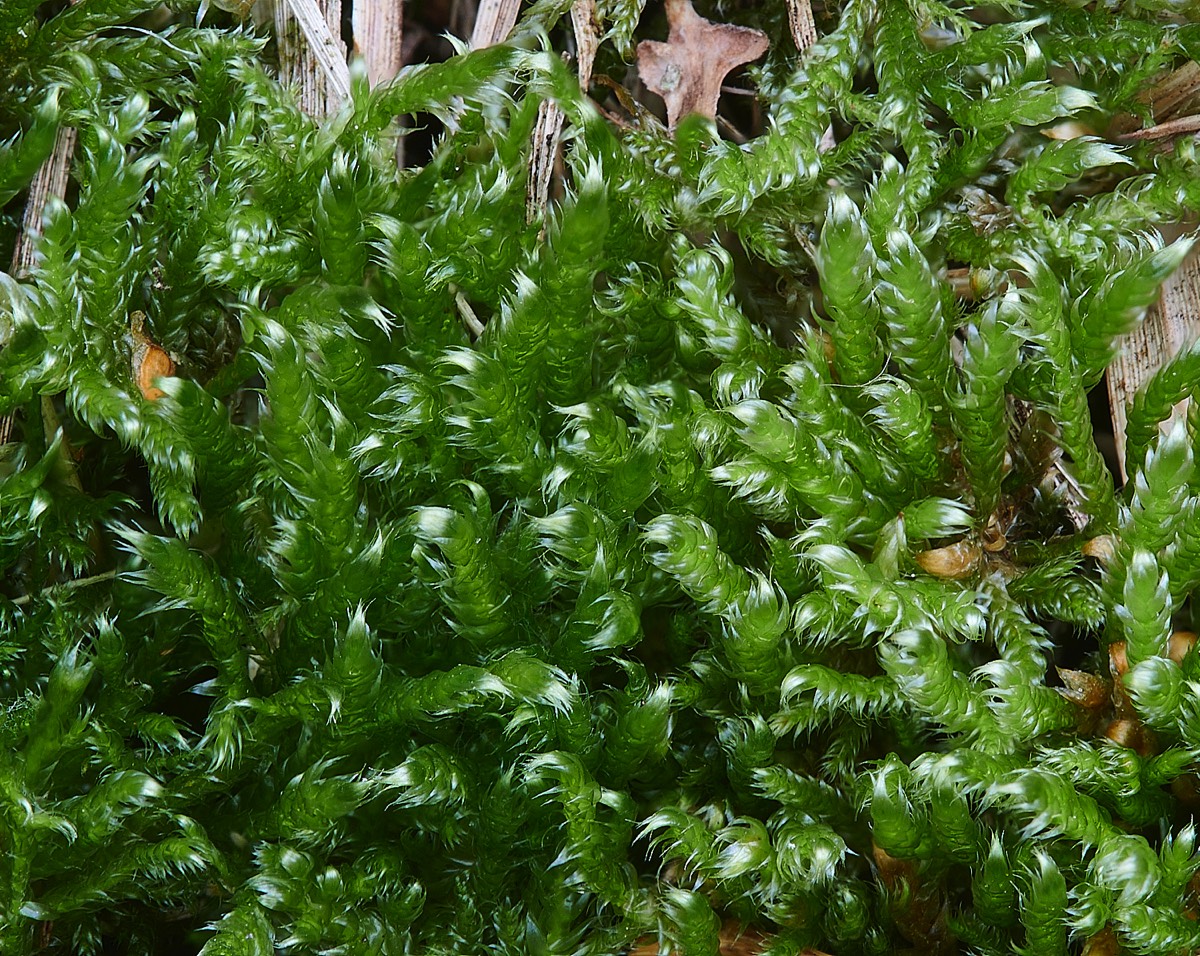 Heath Plait-moss - A Norfolk Common 17/10/21