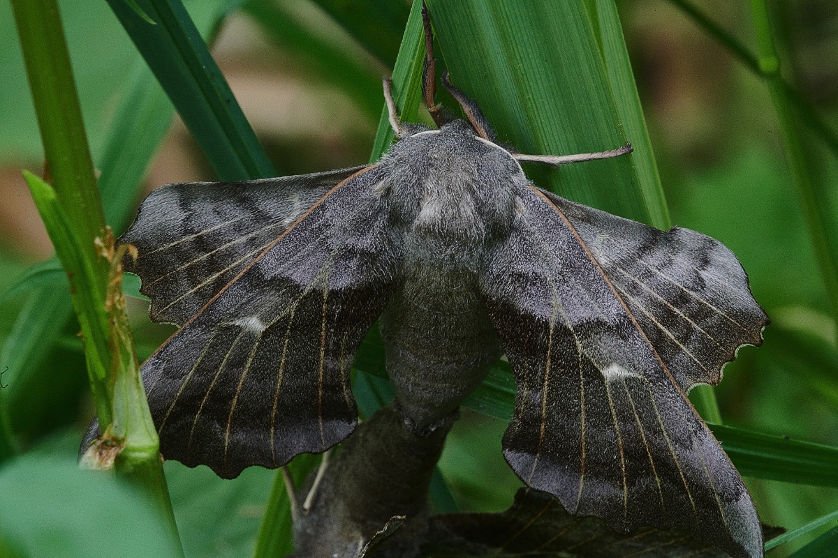 Poplar hawk Moth - Smallburgh Fen 06/06/21 