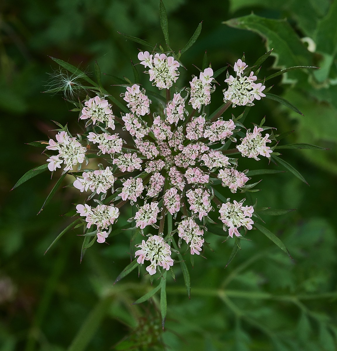 Wild Carrot - Cley 07/07/21