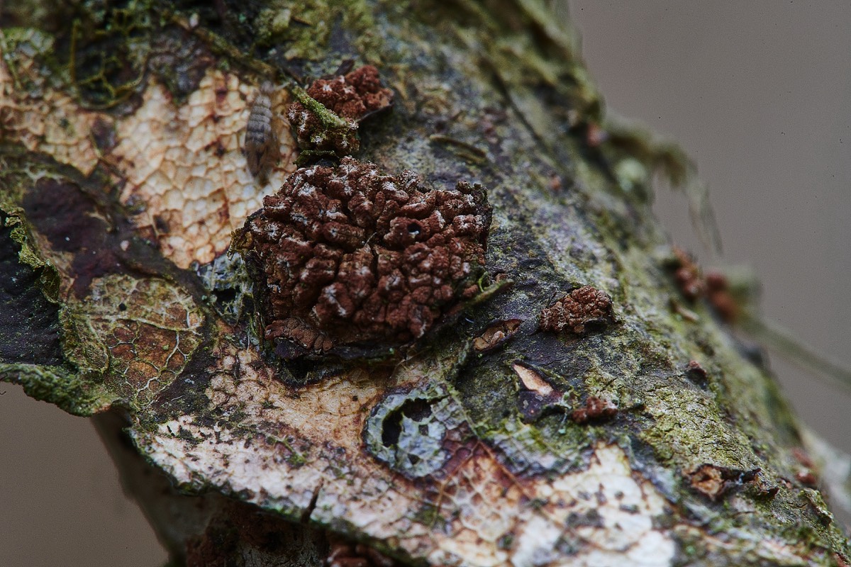 Fungus Sp - Beeston Common 10/06/21