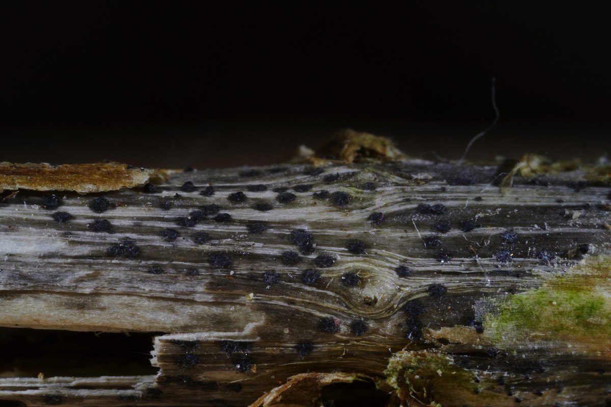 Fungus on Nettle Stem -  Ashwellthorpe Wood 15/05/21