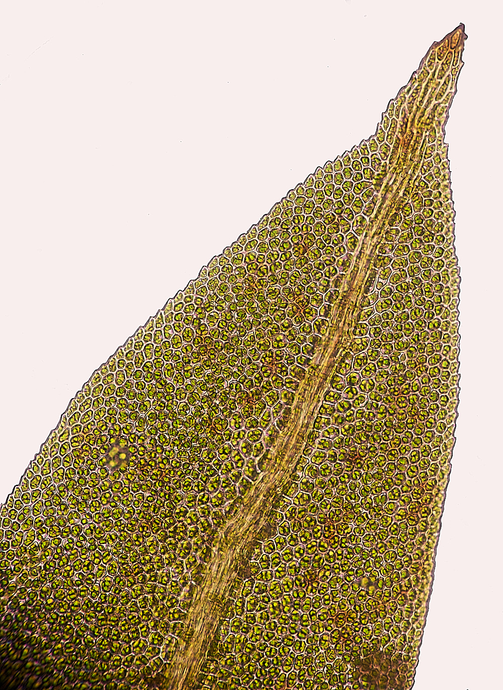 WelshBryophytesFtaxifolius0921-3