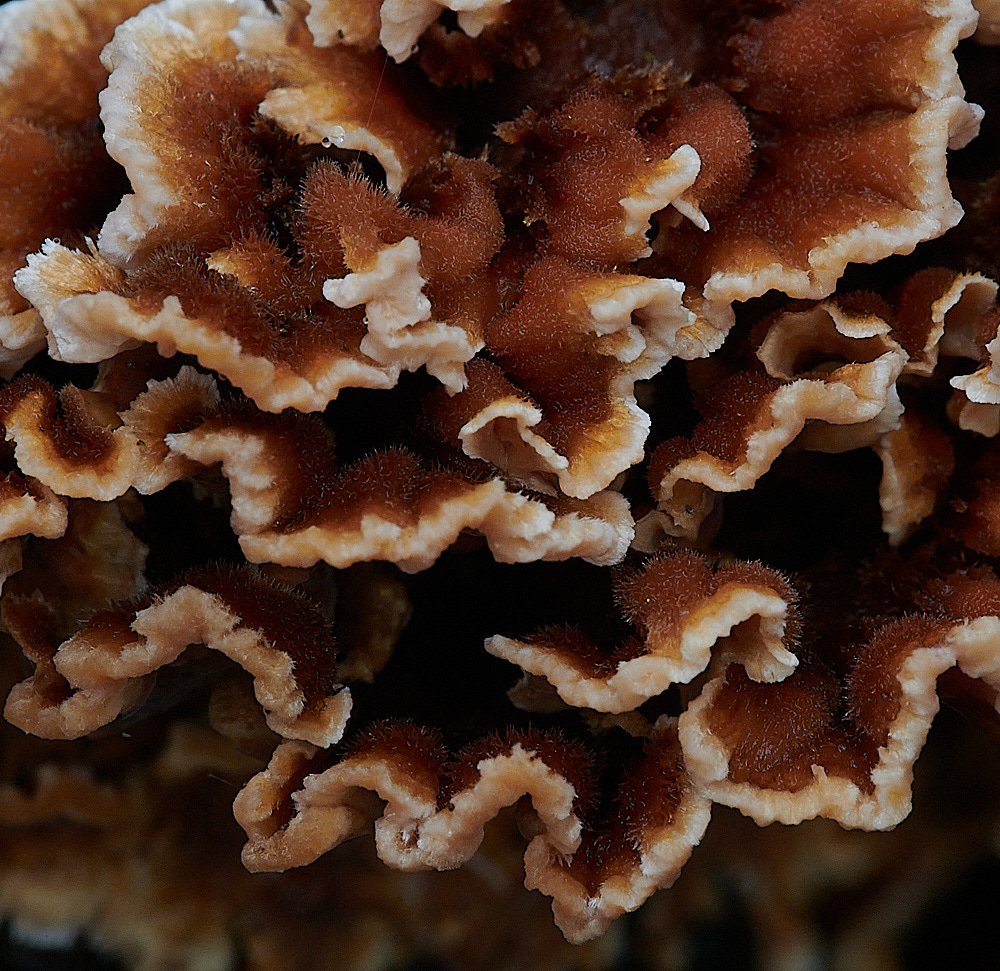 BuckenhamWoodBleedingOakCrust291221-1