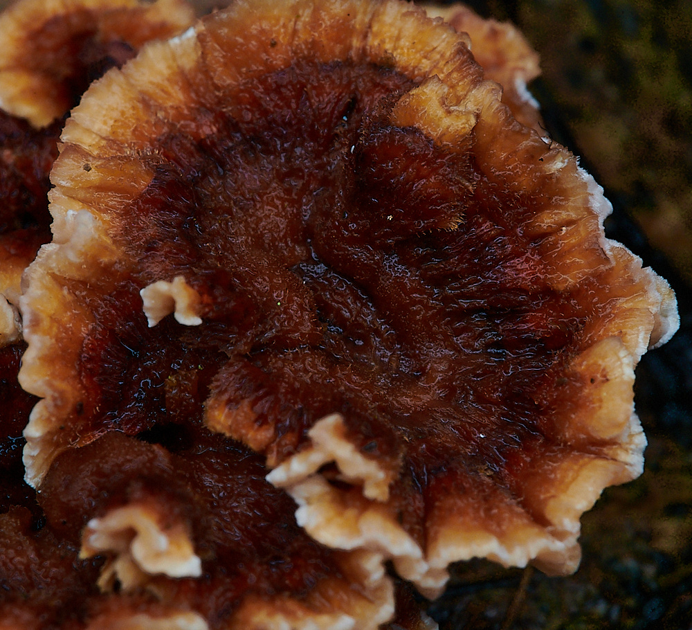 BuckenhamWoodBleedingOakCrust291221-2