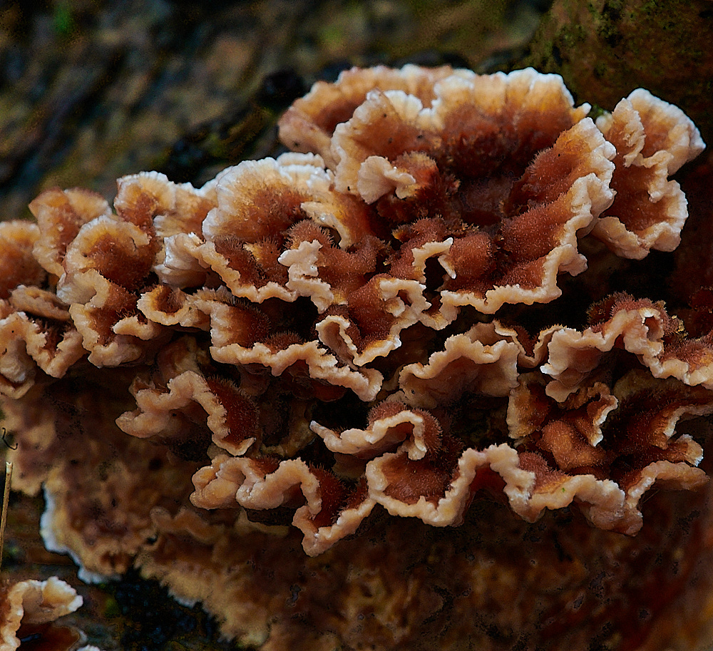 BuckenhamWoodBleedingOakCrust291221-3