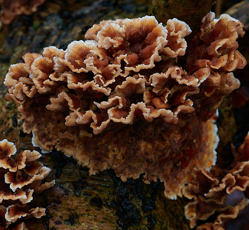 BuckenhamWoodBleedingOakCrust291221-4