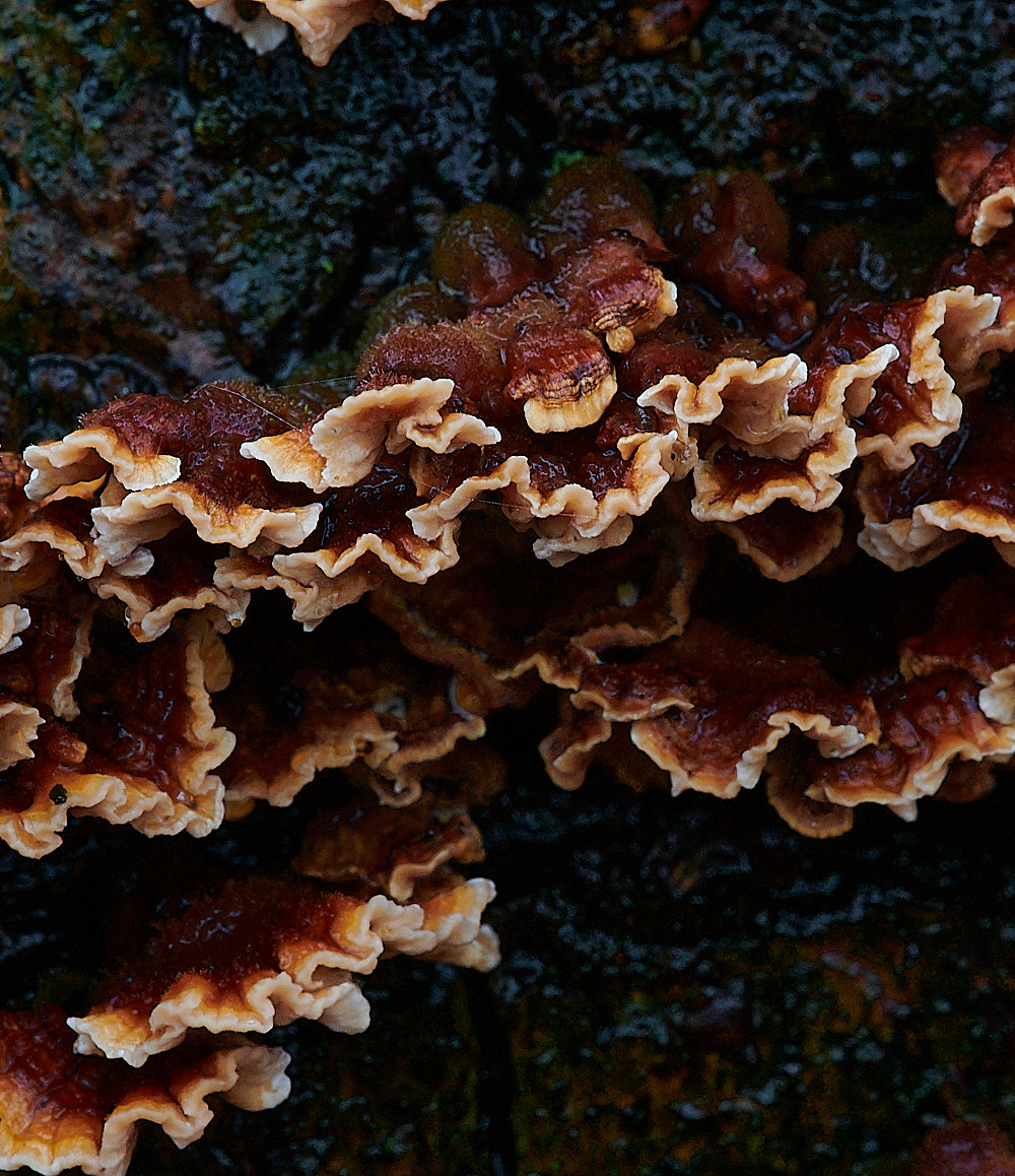 BuckenhamWoodBleedingOakCrust291221-5