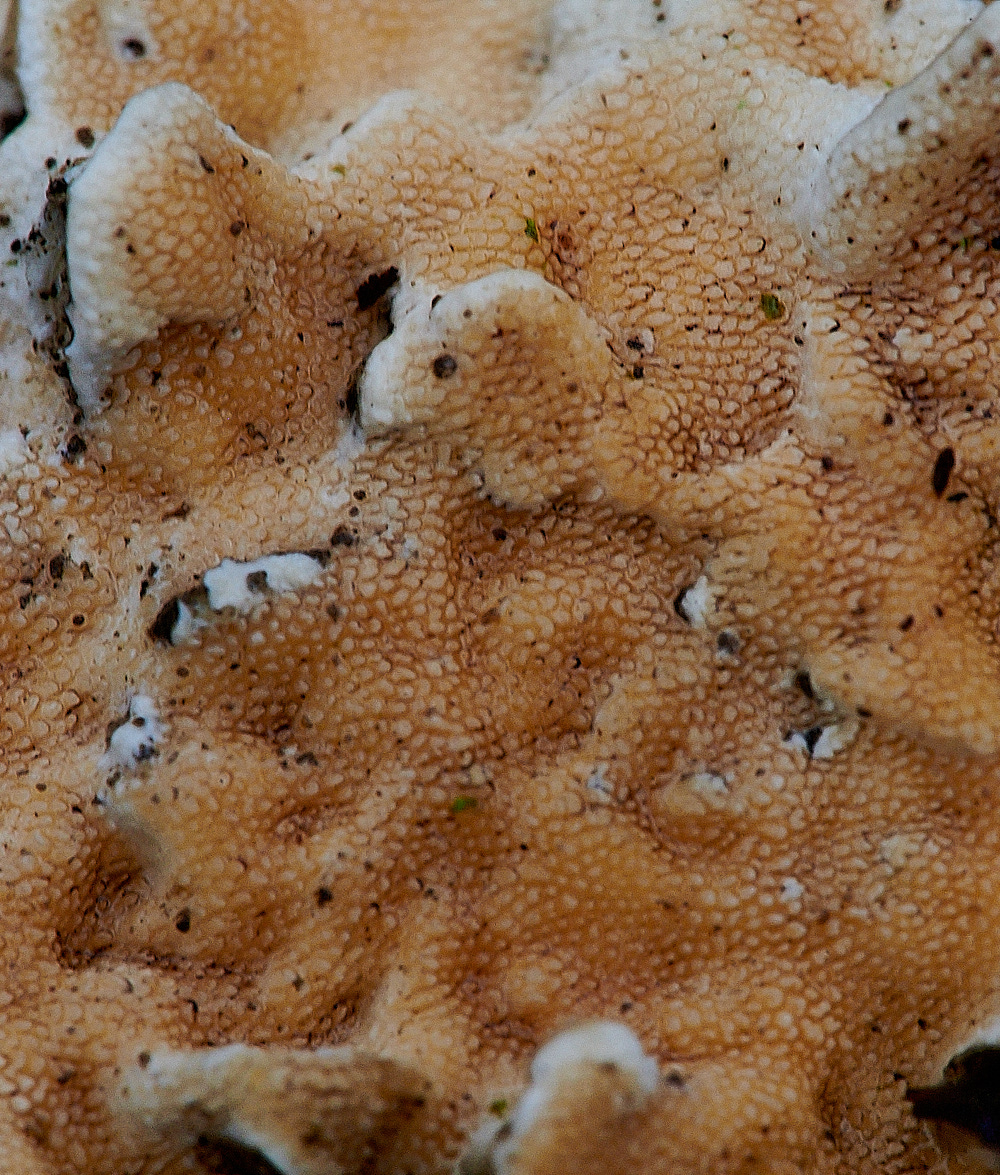 BuckenhamWoodBleedingOakCrust391221-1