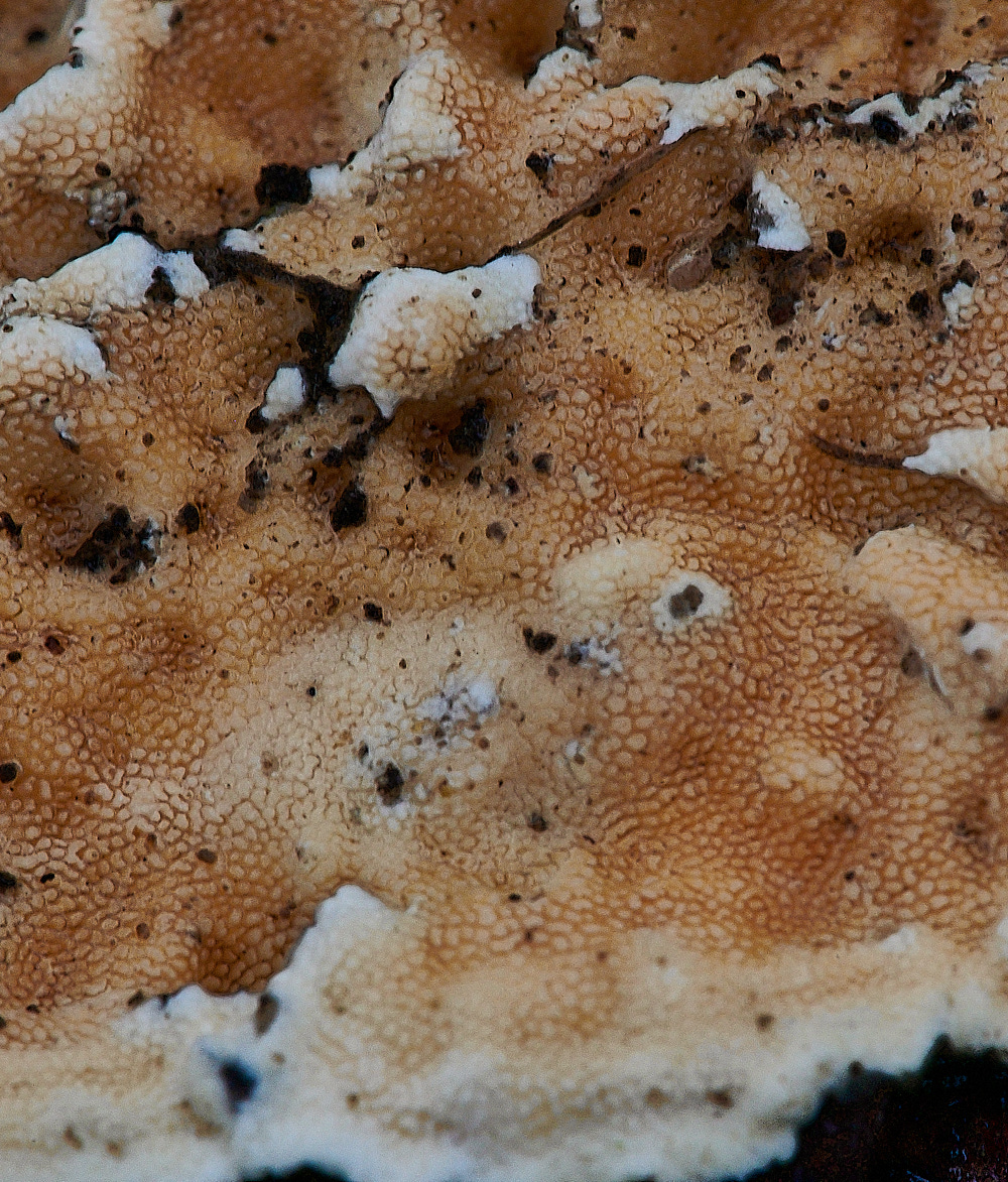 BuckenhamWoodBleedingOakCrust391221-2