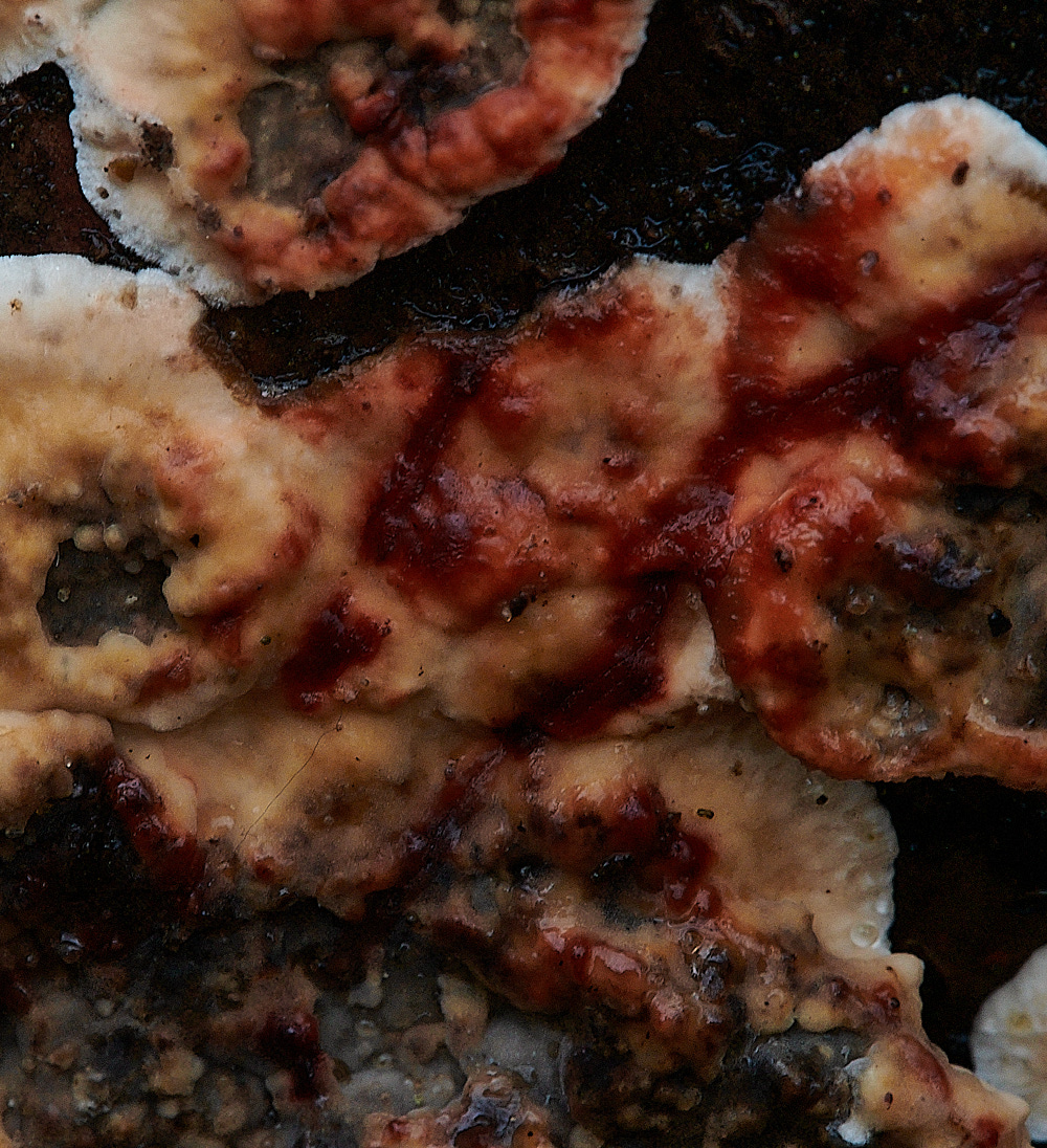 BuckenhamWoodBroadleavedBleedingCrust291221-1