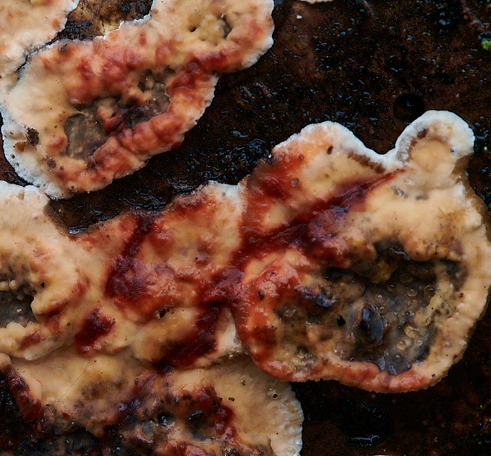 BuckenhamWoodBroadleavedBleedingCrust291221-2