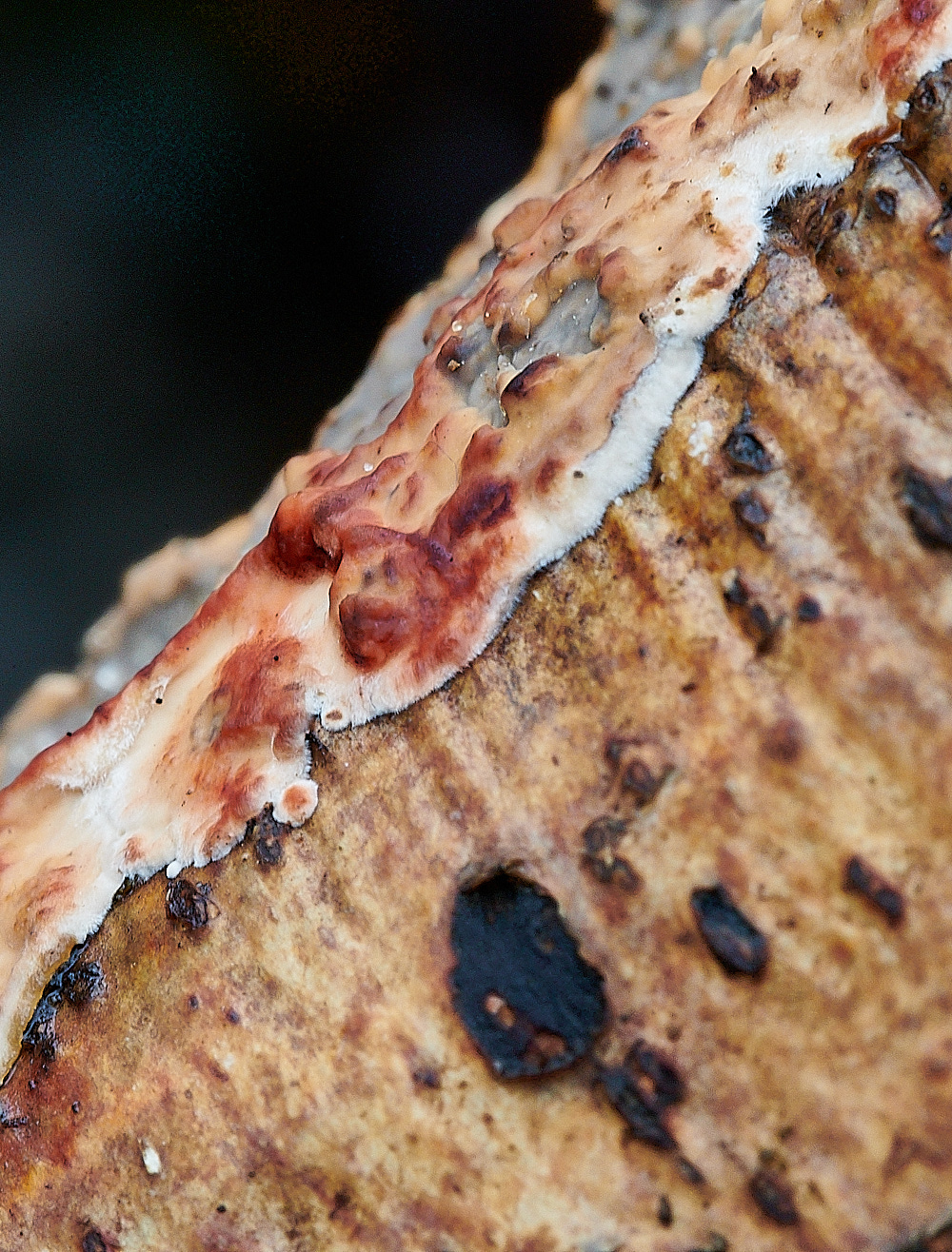 BuckenhamWoodBroadleavedBleedingCrust291221-3