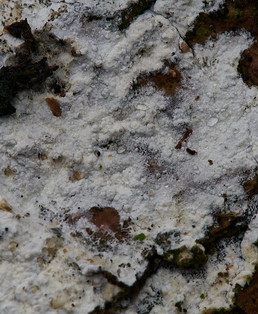 BuckenhamWoodCrust2291221-1