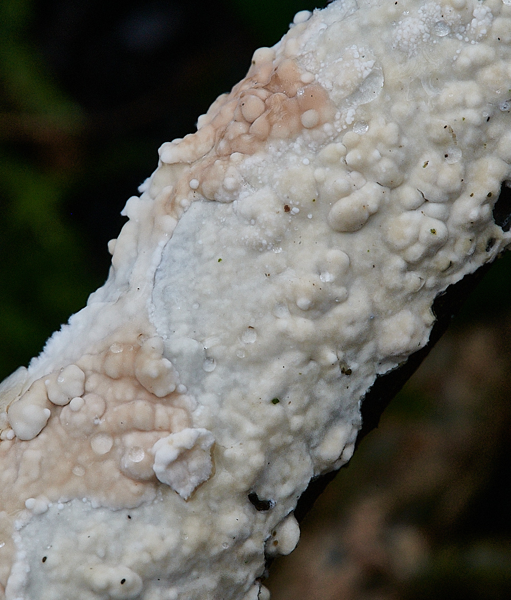 BuckenhamWoodCrust291221-1