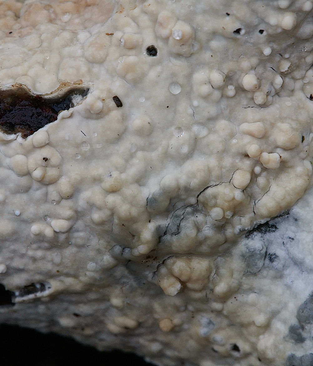 BuckenhamWoodCrust291221-2