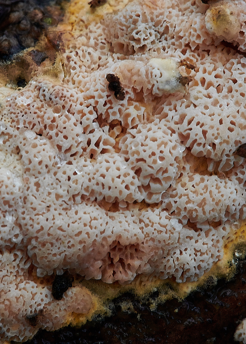 BuckenhamWoodCrust4291221-1