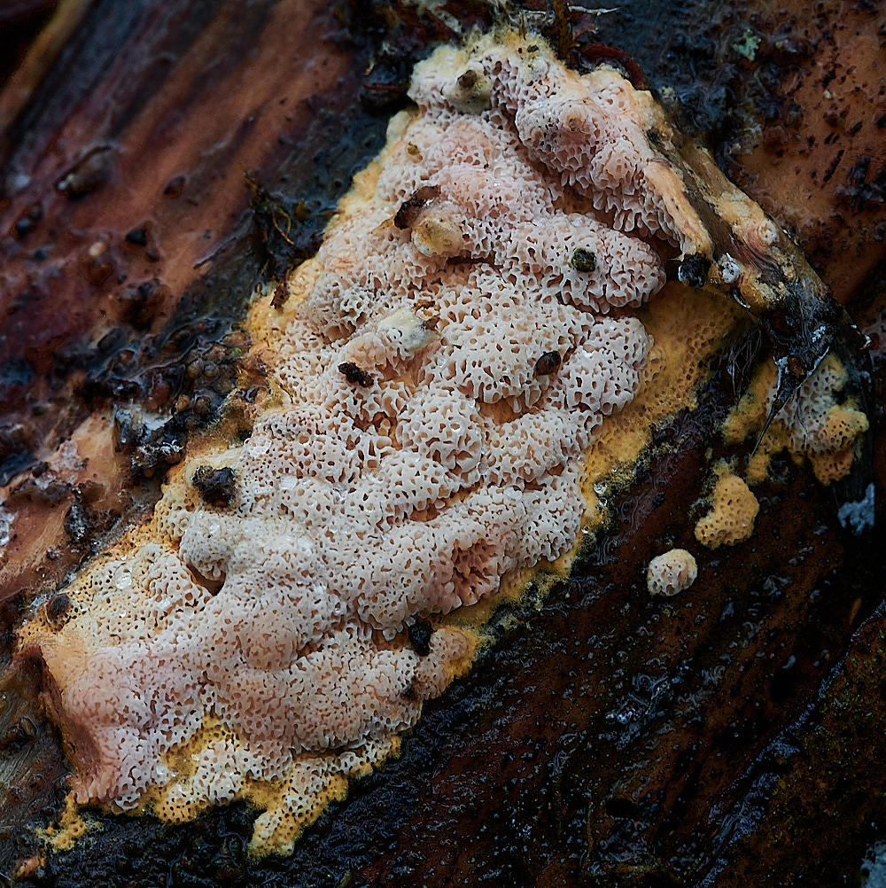 BuckenhamWoodCrust4291221-2