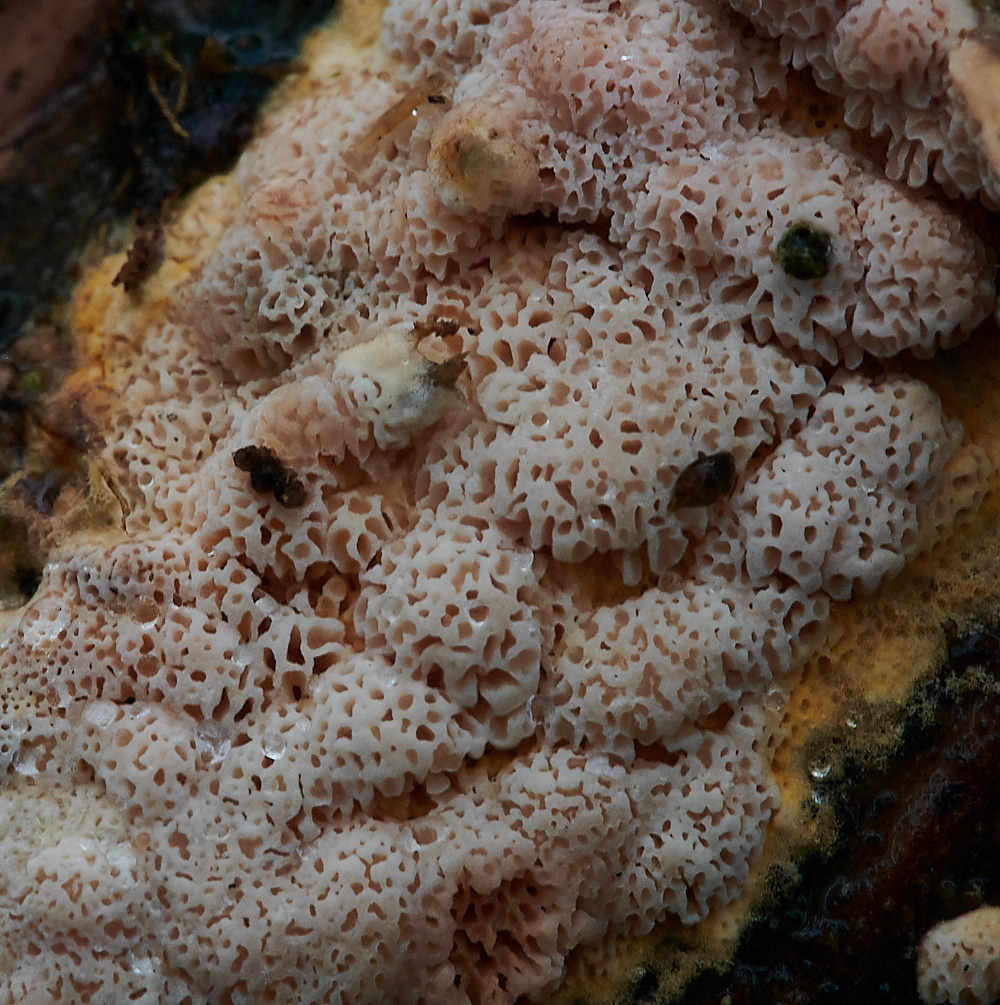 BuckenhamWoodCrust4291221-3