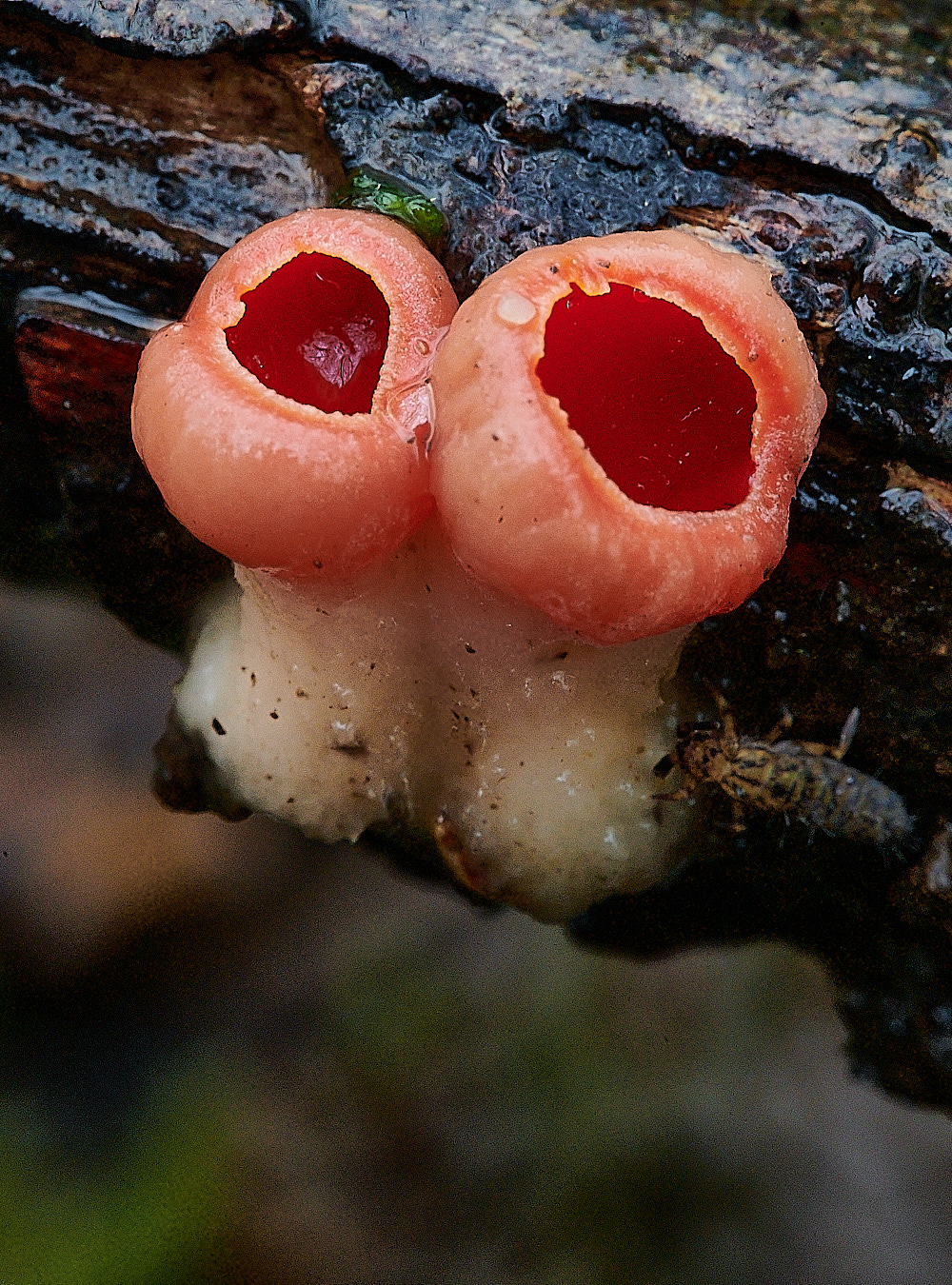 BuckenhamWoodElfcup291221-1