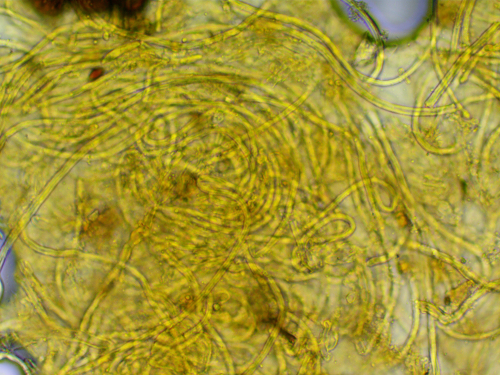 BuckenhamWoodelfcuphairs291221-1