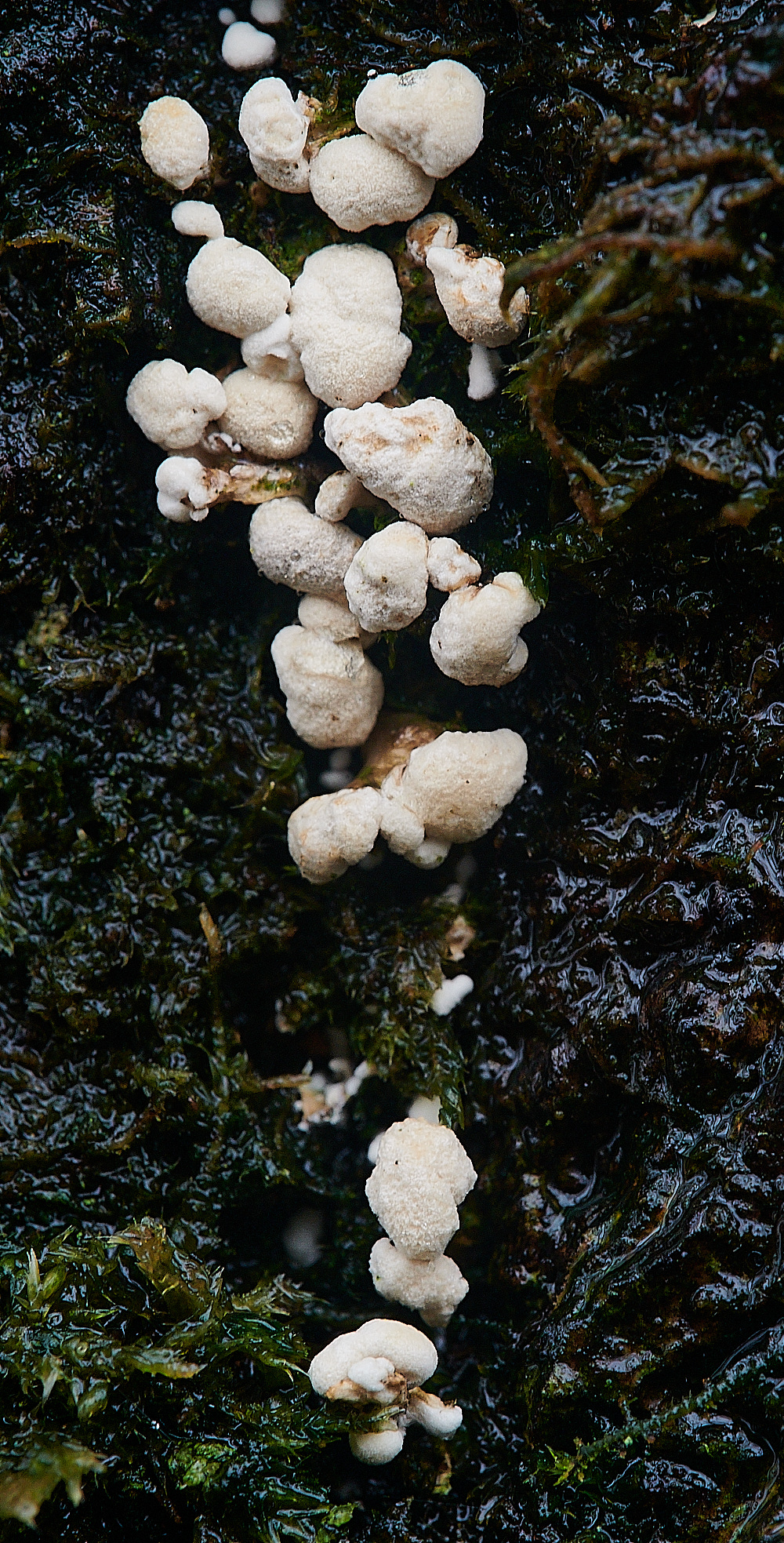 BuckenhamWoodFennugreek291221-1