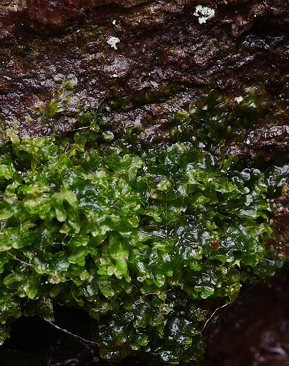 BuckenhamWoodForkedVeiwort291221-1