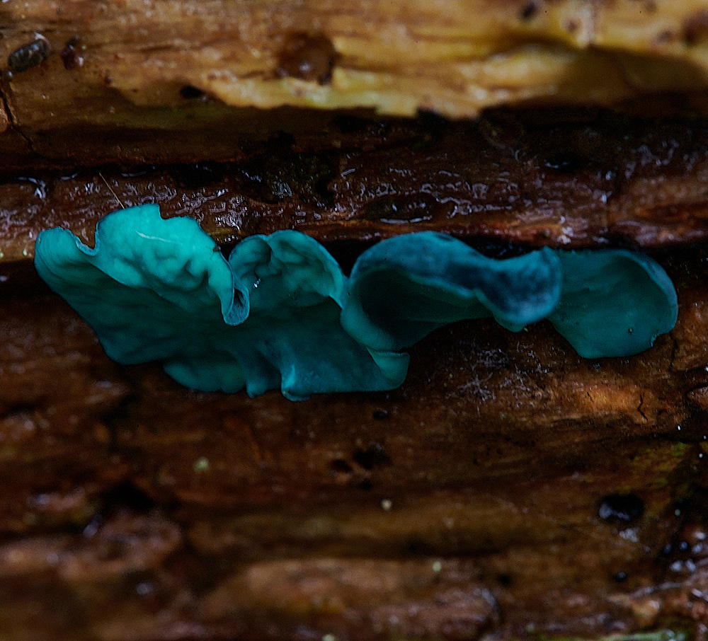 BuckenhamWoodGreenElfcup291221-1