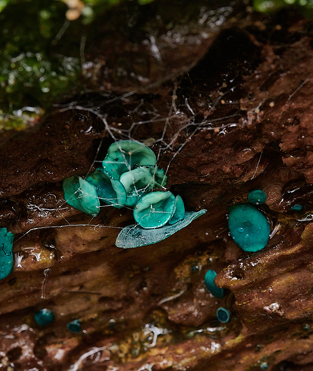 BuckenhamWoodGreenElfCup291221-2