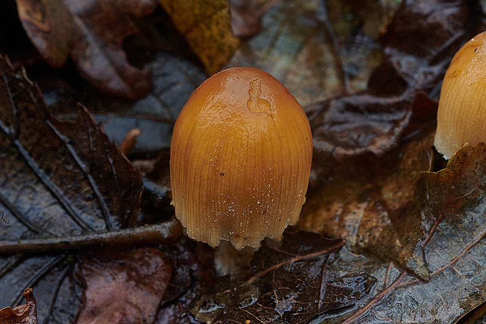 BuckenhamWoodInkcap291221-1