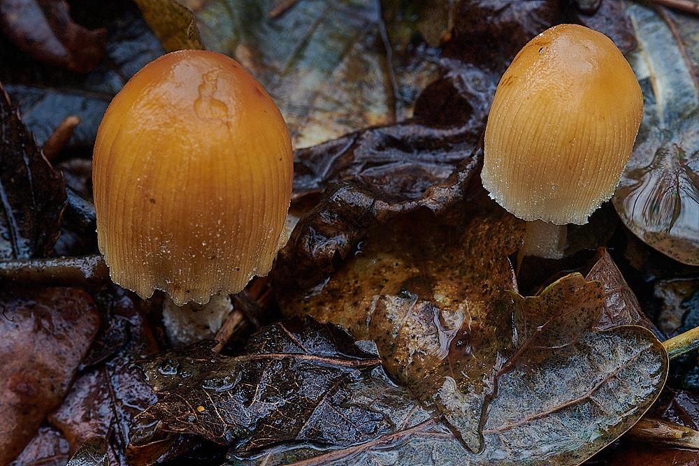 BuckenhamWoodInkcap291221-2