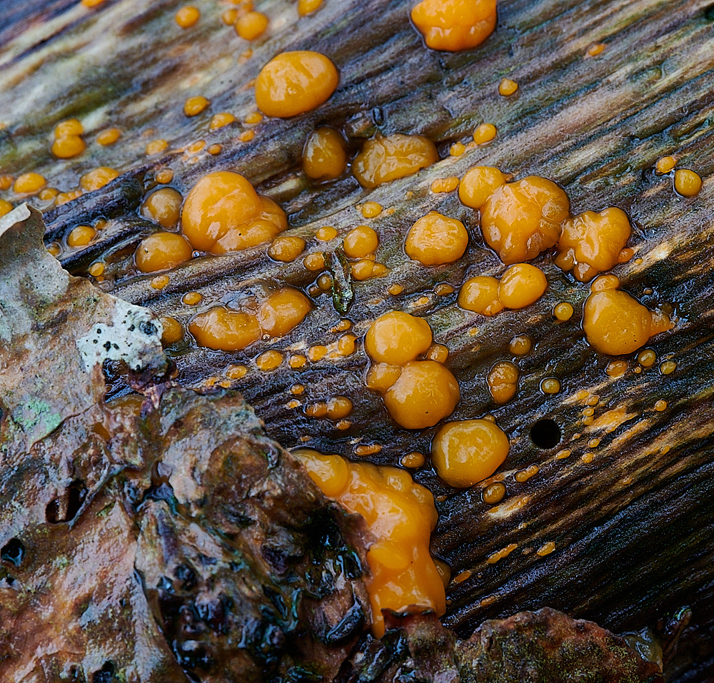 BuckenhamWoodJellySPot291221-1