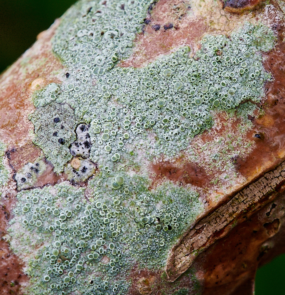 BuckenhamWoodLichen2291221-1