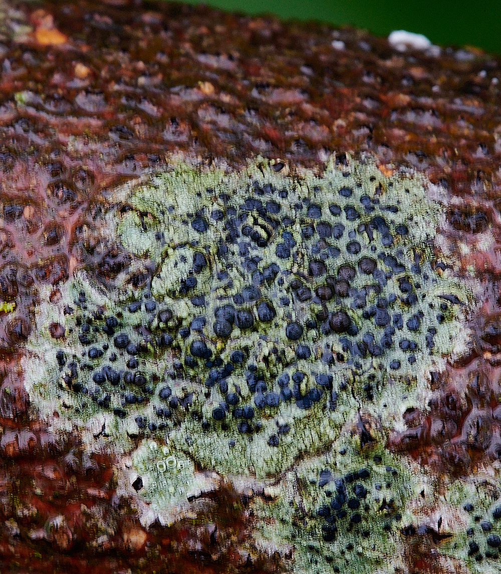BuckenhamWoodLichen3291221-1