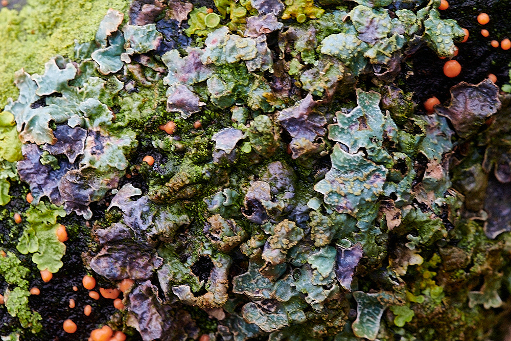 BuckenhamWoodLichen4291221-1