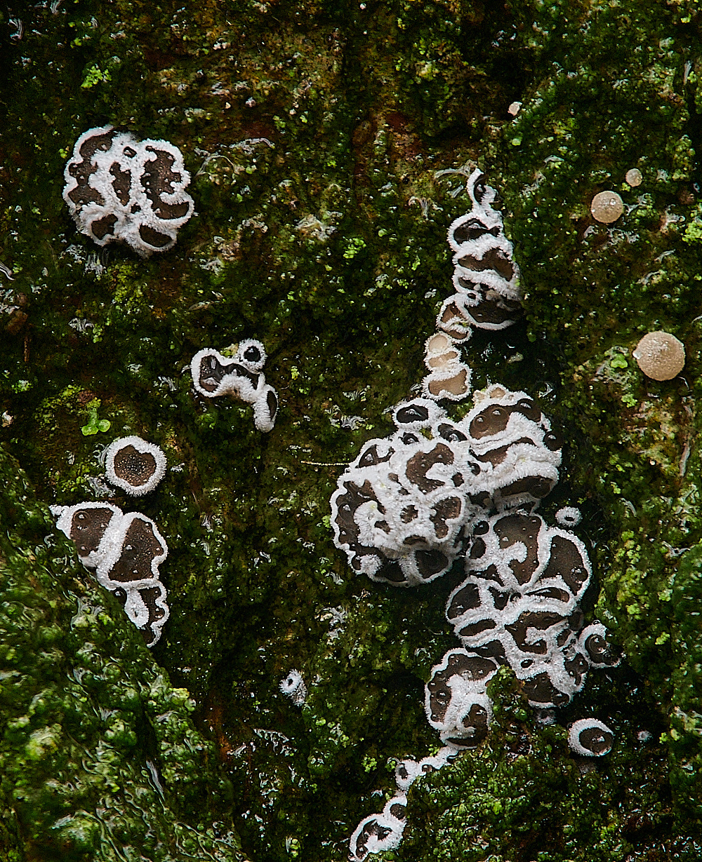 BuckenhamWoodMollisiaType291221-1