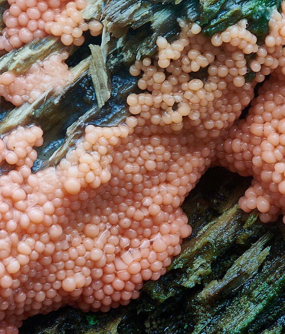 BuckenhamWoodSlimemold291221-1