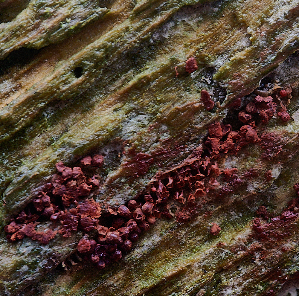 BuckenhamWoodSlimeMold291221-4