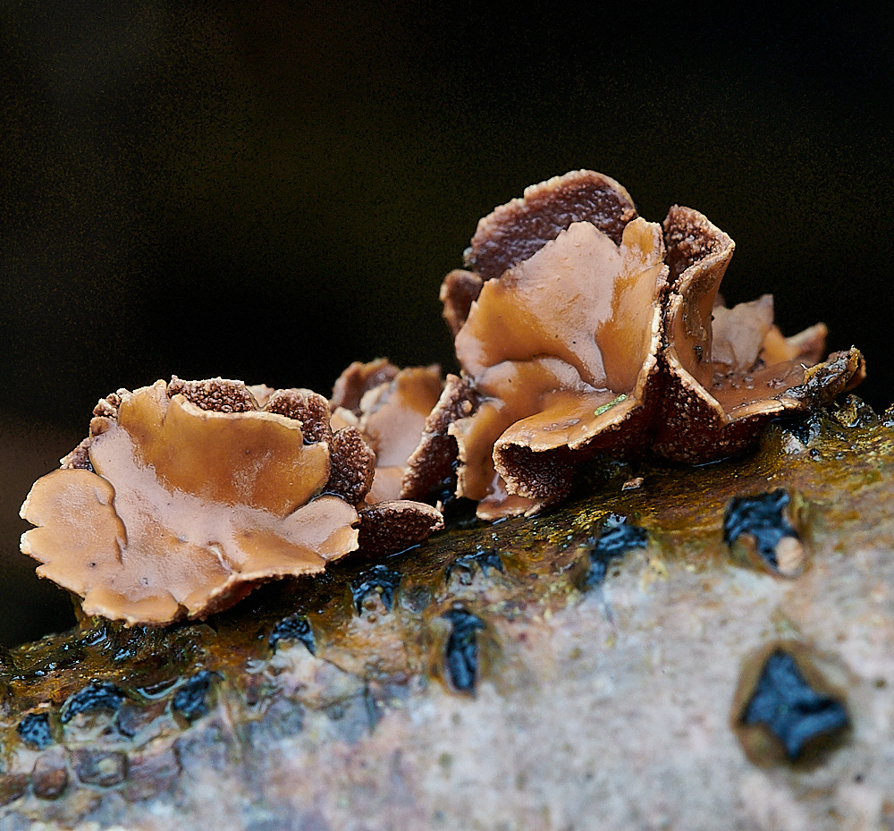 BuckenhamWoodSpringHazelCup291221-2