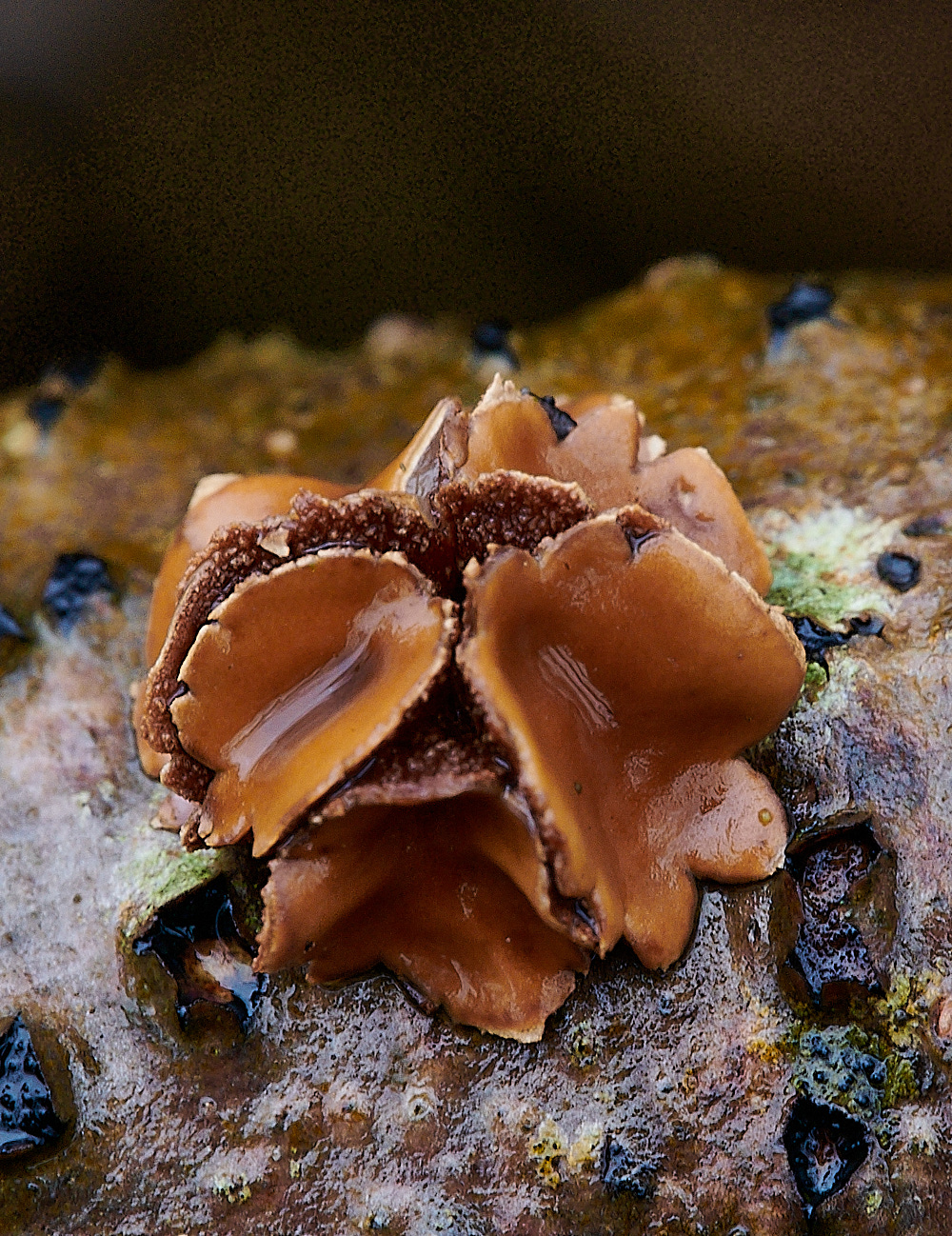 BuckenhamWoodSpringHazelCup291221-3