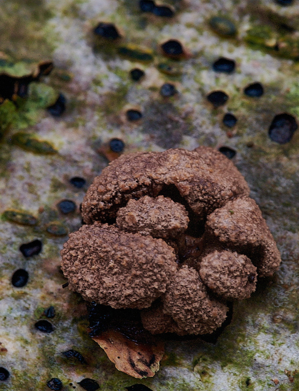 BuckenhamWoodSpringHazelCup291221-5