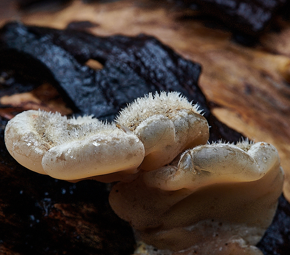 BuckenhamWoodTripeFungus291221-1
