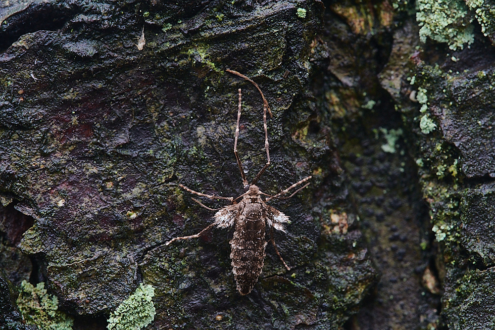 BuckenhamWoodWInterMoth291221-1