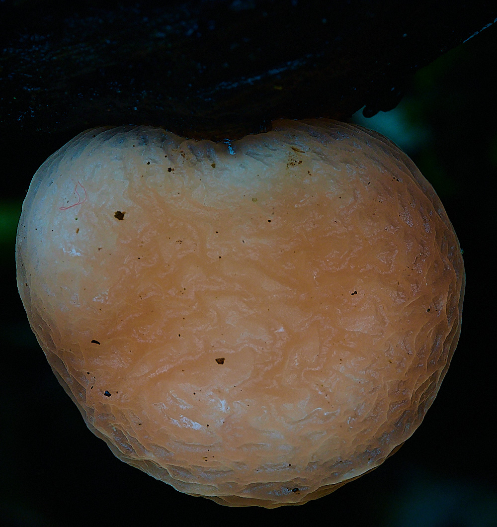 BuckenhamWoodwrinkeldPeach291221-1