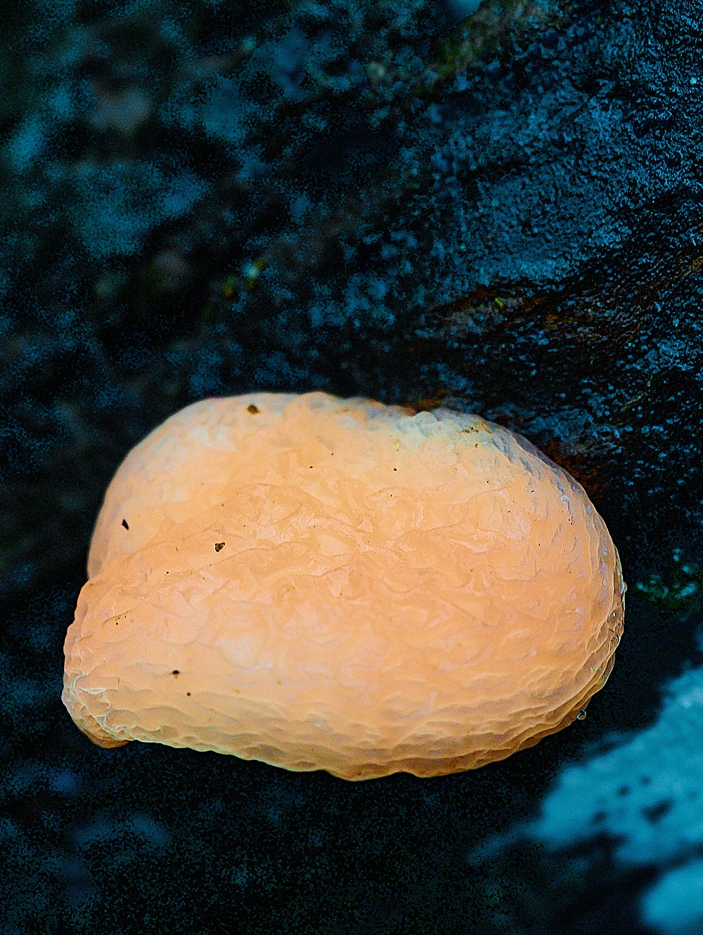 BuckenhamWoodWrinkeldPeach291221-3