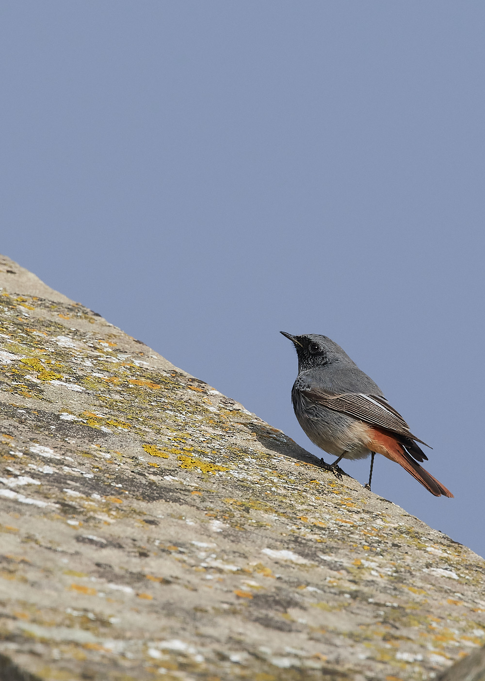 CleyBlackRedstart251121-1