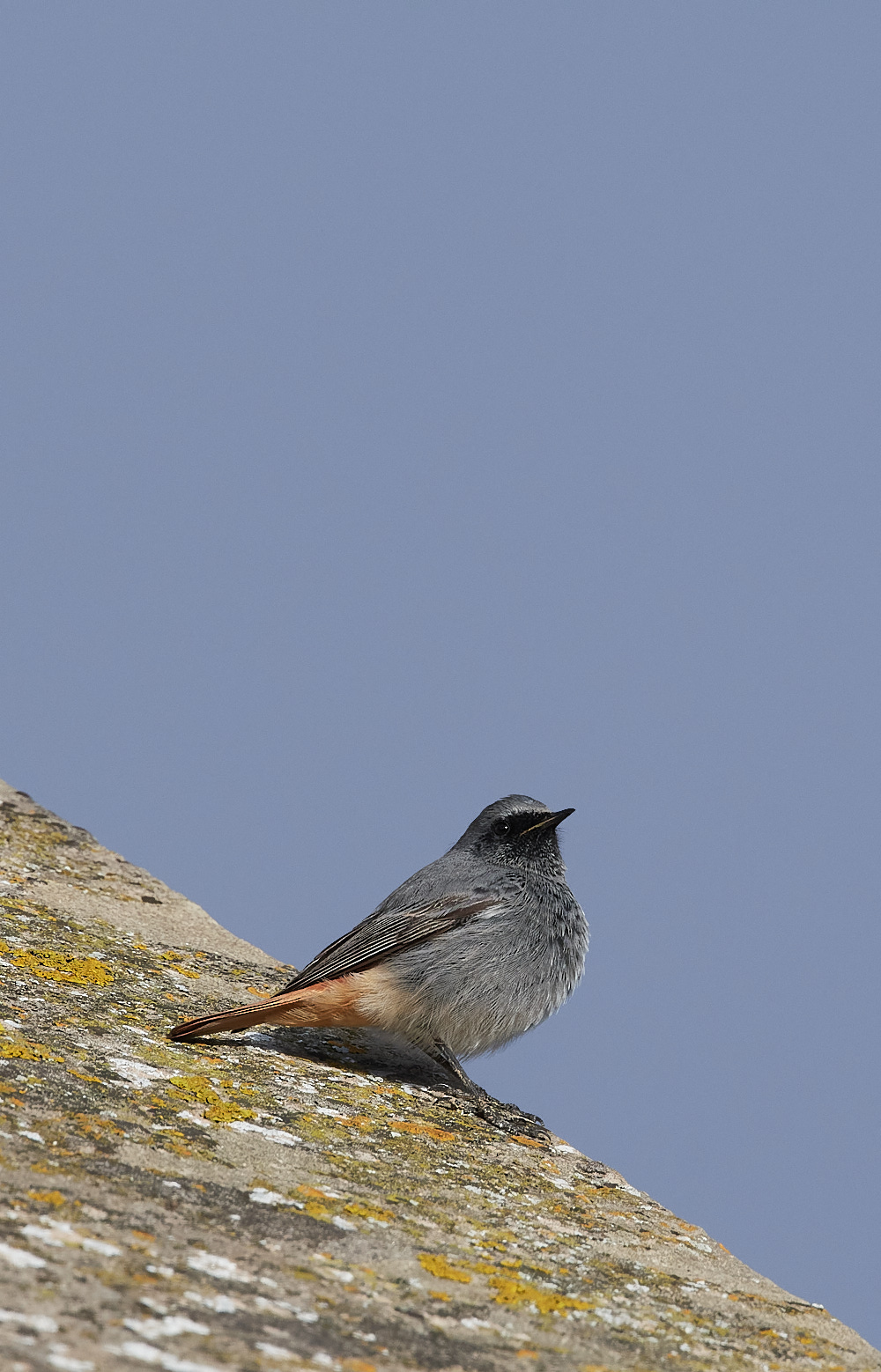 CleyBlackRedstart251121-2