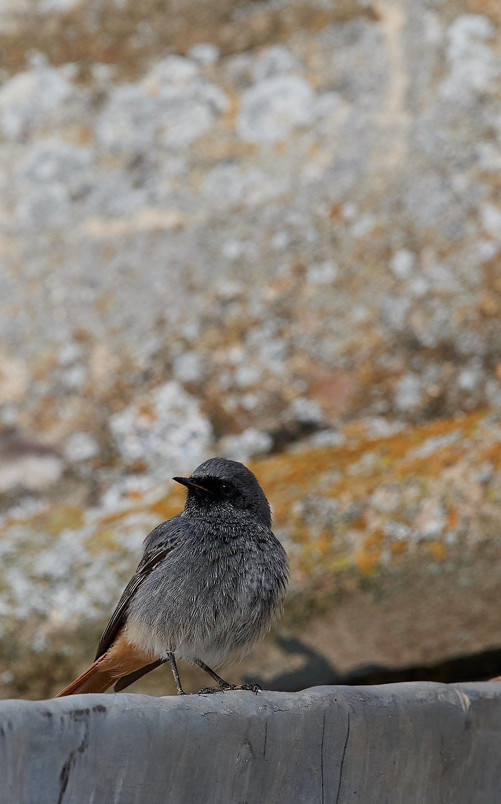 CleyBlackRedstart251121-3