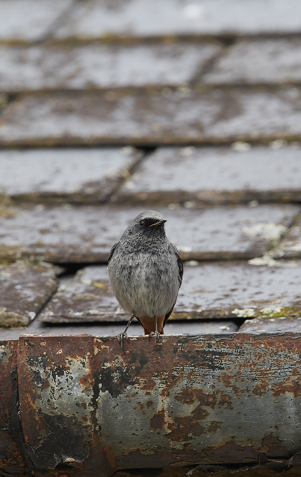 CleyBlackRedstart251121-6